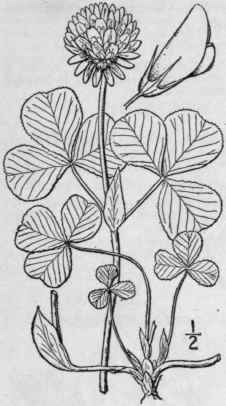 10 Trifolium Refl Xum L Buffalo Clover 826