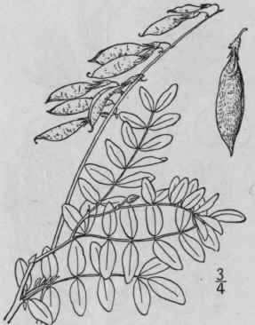 11 Astragalus Bl Kei Eggleston Blakes Milk Vetch 886