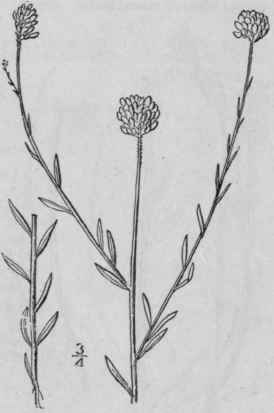 11 Polygala Mari Na Mill Maryland Milkwort 1047