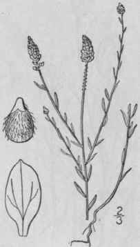 11 Polygala Mari Na Mill Maryland Milkwort 1048