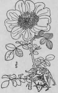 11 Rosa Bracte Ta Wendl Evergreen Rose 659