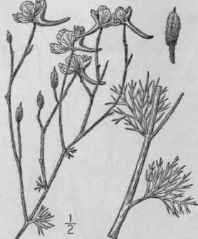 12 Delphinium L Sp Pl 530 1753 212