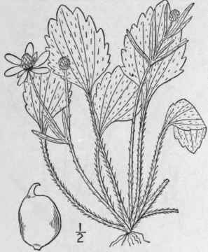 13 Ranunculus Alleni Robinson Allen s Buttercup 250