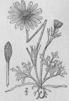 14 Anemone L Sp Pl 538 1753 222