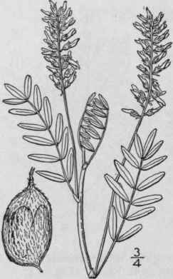 15 Astragalus Shorti Nus Nutt Short s Milk Vetch 891