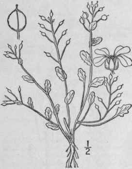 15 Cochlearia Tourn L Sp Pl 647 1753 377