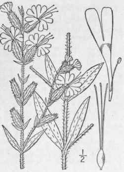 15 Silene Dich Toma Ehrh Forked Catchfly 157