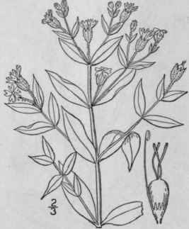 15 Silene Dich Toma Ehrh Forked Catchfly 158