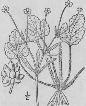 17 Ranunculus Micr Nthus Nutt Rock Crowfoot 253