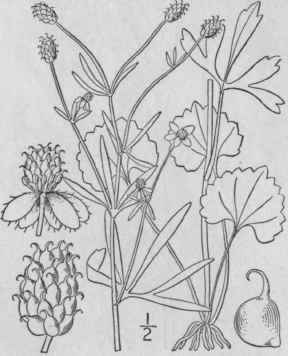 17 Ranunculus Micr Nthus Nutt Rock Crowfoot 254