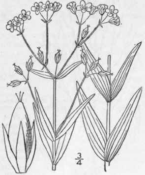 19 Hypericum M Jus A Gray Britton Larger Canadian 1241