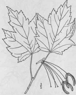 2 Acer R Brum L Red Scarlet Or Water Maple Swamp M 1148
