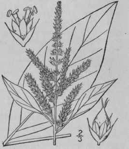 2 Amaranthus H Bridus L Spleen Amaranth Pilewort 2