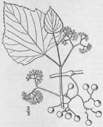 2 Ampel psis Michx Fl Bor Am 1 159 1803 Cissus Per 1181