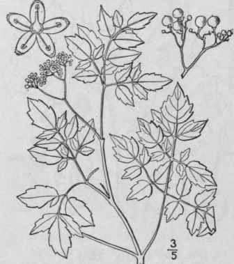 2 Ampelopsis Arb Rea L Rusby Pepper Vine Pinnate L 1182