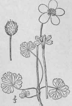 2 Anemone Parvifl Ra Micnx Northern Or Small Flowe 223