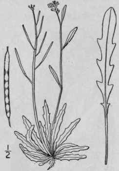 2 Arabidopsis N Vae Ngliae Rydb Britton Low Or Nor 406