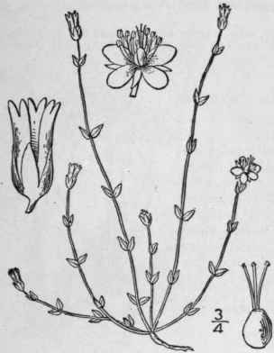 2 Arenaria Leptoclados Reichenb Slender Sandwort 121