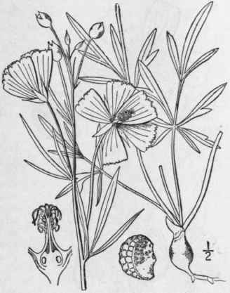 2 Callirho Digit Ta Nutt Fringed Poppy Mallow 1196