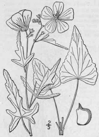 2 Callirho Digit Ta Nutt Fringed Poppy Mallow 1197