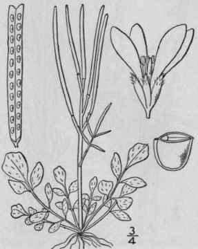 2 Cardamine Hirs Ta L Hairy Bitter Cress 426