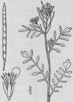 2 Cardamine Hirs Ta L Hairy Bitter Cress 427