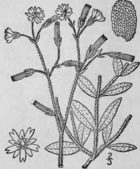 2 Cerastium Semidecandrum L Small Or Five Stamened 107