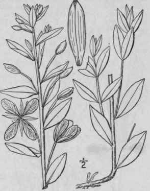 2 Chamaenerion Latif Lium L Sweet Broad Leaved Wil 1368