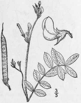 2 Cracca Spic Ta Walt Kuntze Loose Flowered Goat s 864