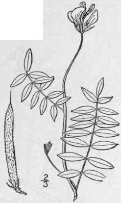 2 Cracca Spic Ta Walt Kuntze Loose Flowered Goat s 865