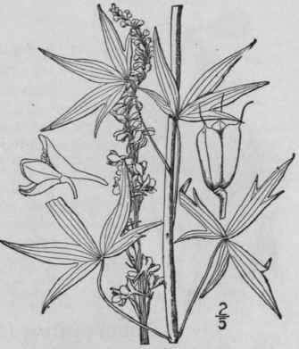 2 Delphinium Exalt Tum Ait Tall Larkspur 213