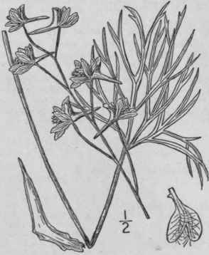 2 Delphinium Exalt Tum Ait Tall Larkspur 214