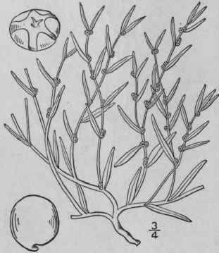 2 Dondia Maritima L Druce Low Or Annual Sea Blite 53