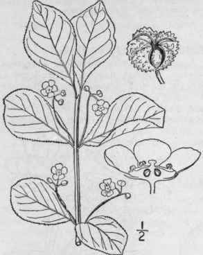 2 Euonymus Obov Tus Nutt Running Strawberry Bush 1140