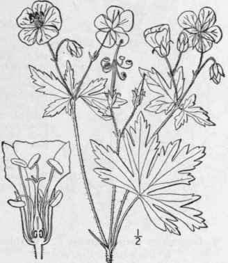 2 Geranium Macul Tum L Wild Or Spotted Crane s Bil 995