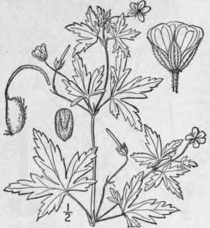 2 Geranium Macul Tum L Wild Or Spotted Crane s Bil 996