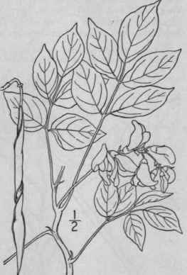 2 Glycine Price Na Robinson Britton Price s Ground 979