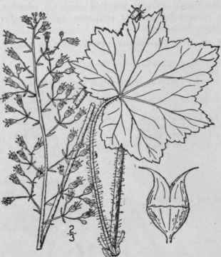 2 Heuchera Pub Rula Mackenzie Bush Puberulent Heuc 517