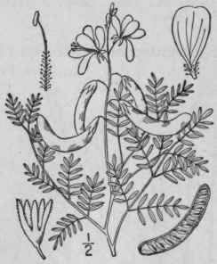 2 Hoffmanseggia Falc Ria Cav Sickle Fruited Hoffma 786