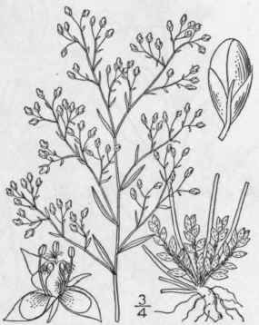 2 Lechea Racemul Sa Lam Oblong Fruited Pin Weed 1257