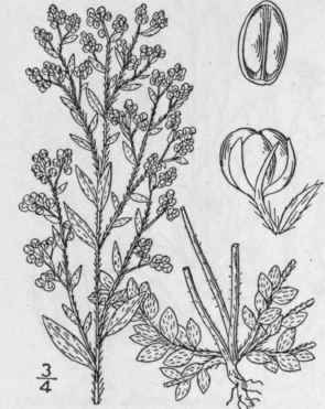 2 Lechea Racemul Sa Lam Oblong Fruited Pin Weed 1258