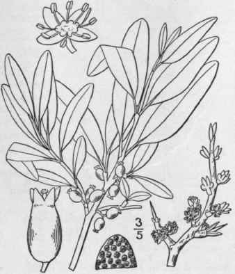 2 Lepargyraea Arg Ntea Nutt Greene Buffalo Berry R 1339