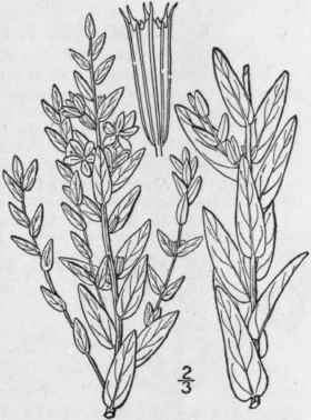 2 Lythrum Al Tum Pursh Wing Angled Loosestrife 1347