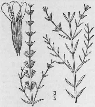 2 Lythrum Al Tum Pursh Wing Angled Loosestrife 1348