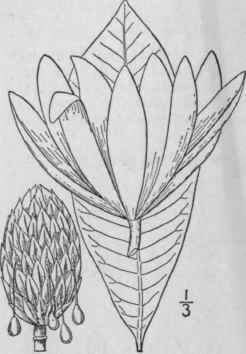 2 Magnolia Macrophylla Michx Great Leaved Magnolia 189