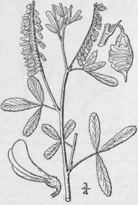 2 Melilotus Officin Lis L Lam Yellow Melilot Yello 815