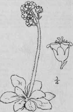 2 Micranthes Tex Na Bnckl Small Texan Saxifrage 499