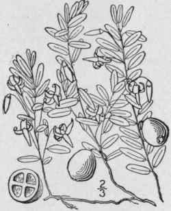 2 Oxycoccus Macroc Rpus Ait Pursh Large Or America 1618