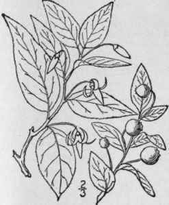 2 Oxycoccus Macroc Rpus Ait Pursh Large Or America 1619