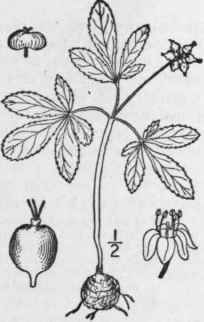 2 Panax Trif Lium L Dwarf Ginseng Or Groundnut 1436